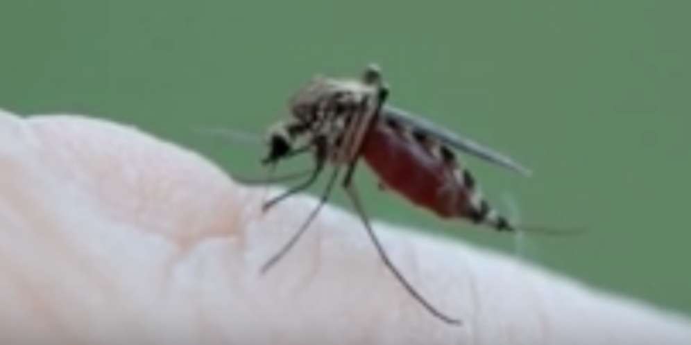 Pencegahan Virus Zika
