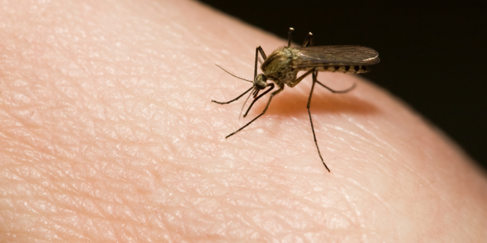 Waspada! Virus Zika Sudah Masuk Indonesia