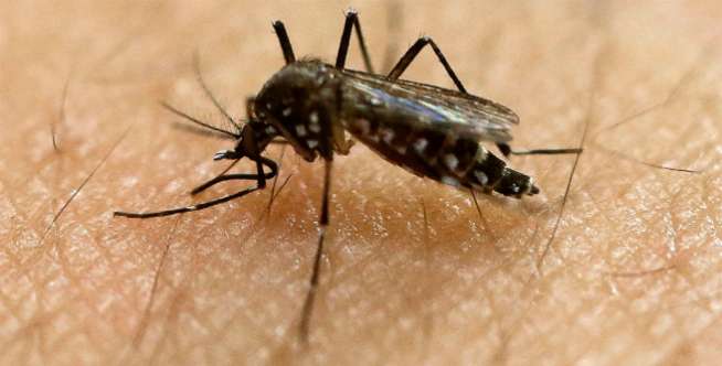Ngeri, Virus Zika Bisa Bikin Bayi Tuli