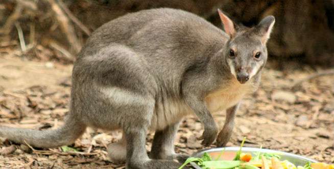 Kangguru Tanah (Lau-Lau Atau Paunaro)
