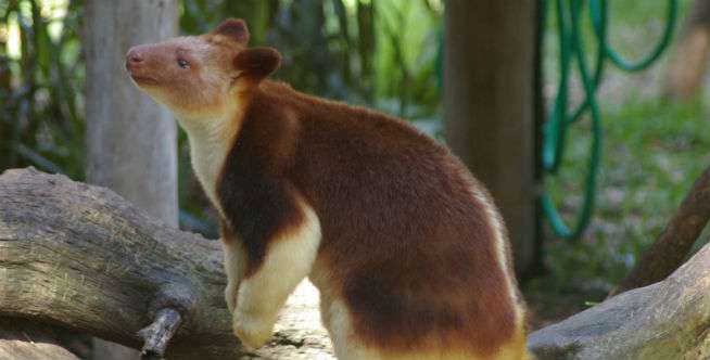 Kangguru Pohon (Lau-lau)