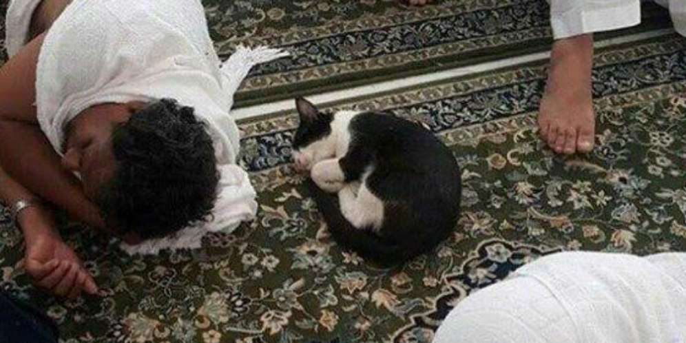 Masya Allah, Lihat yang Dilakukan Kucing Itu di Masjidil Haram