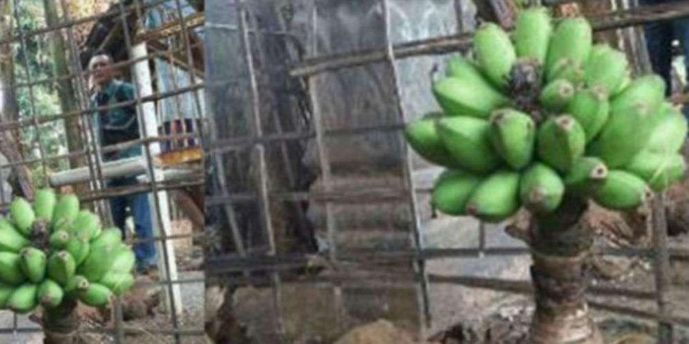 Pohon itu Tumbuh di ....