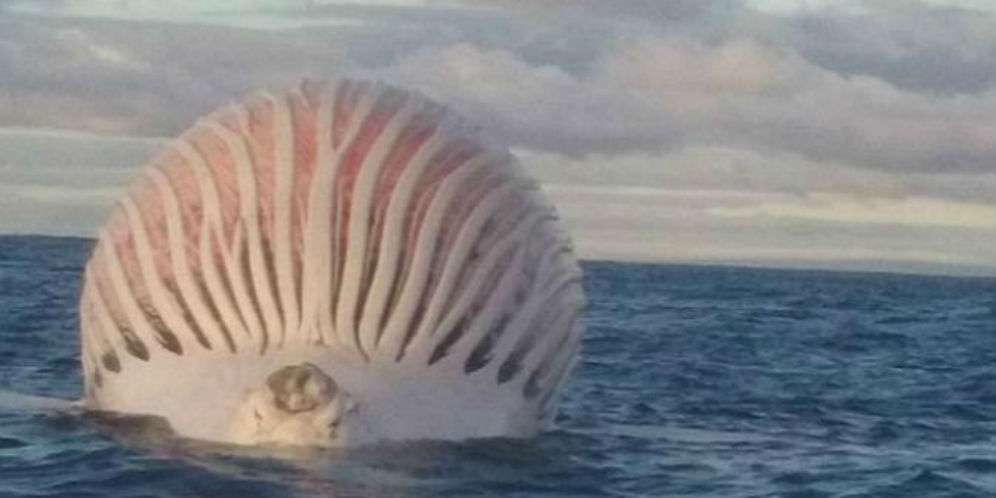 Balon Misterius di Tengah Laut, Saat Didekati...