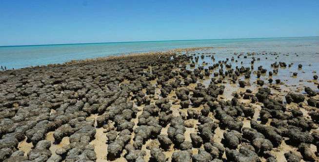 Disangka Batu, Ternyata Makhluk Langka Berusia Miliaran Tahun
