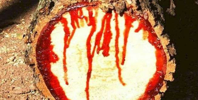 Heboh! Pohon Ini 'Menangis Darah'