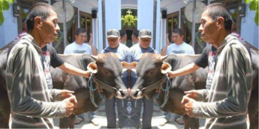 2. Tukang Becak Berkurban Sapi