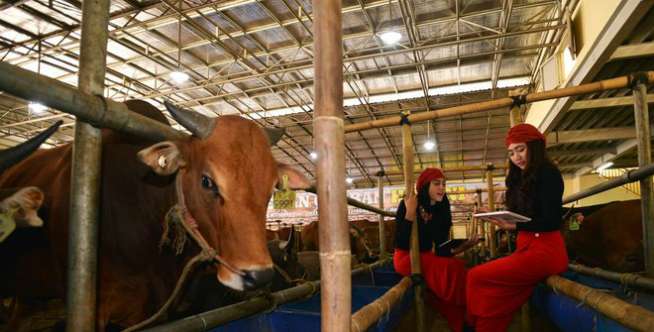Potong Sapi Penjara 10 Tahun