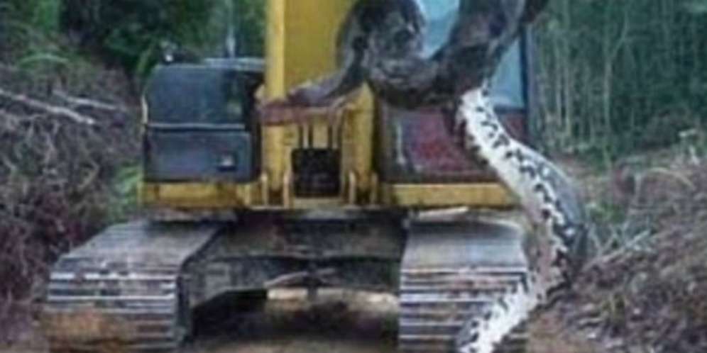 Diperut Ular Terlihat Ada...