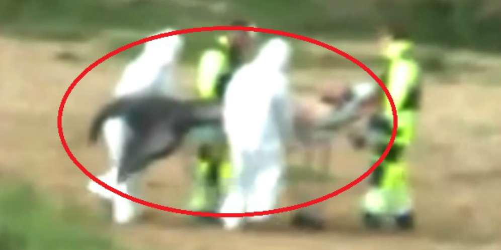 Video `Manusia Duyung` Sakit Gegerkan Netizen