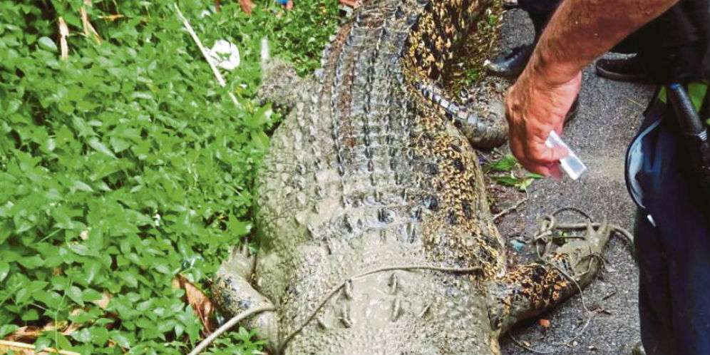 Masih Ada Buaya Lebih Besar