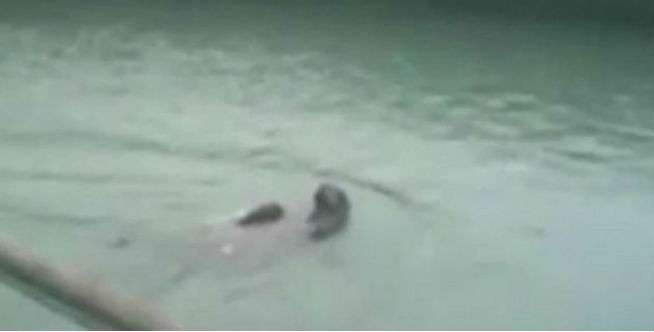 Bantu Turis, Penjaga Kebun Binatang Ikut Tewas Diseret Walrus