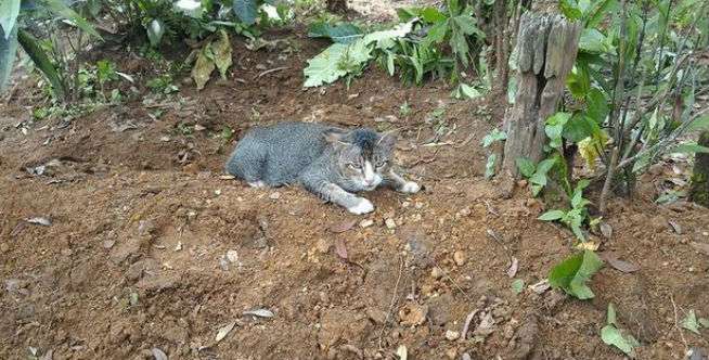 Setahun Kemudian, Kucing Itu Masih...