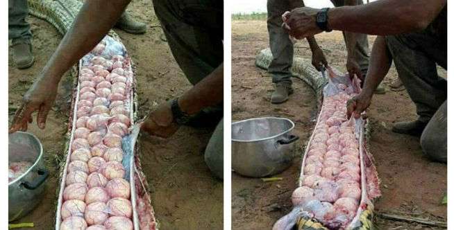 Salah Satu Ular Terbesar di Dunia