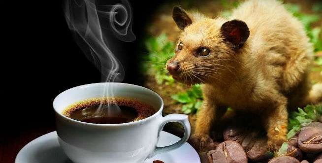 Kopi luwak