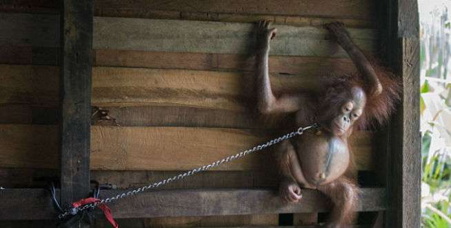 Bayi Orangutan Itu Dirantai