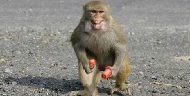 Apa Salah di Monyet?