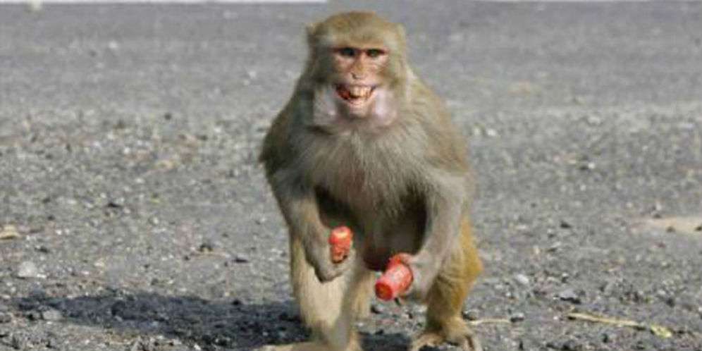 Perdamaian Selalu Gagal