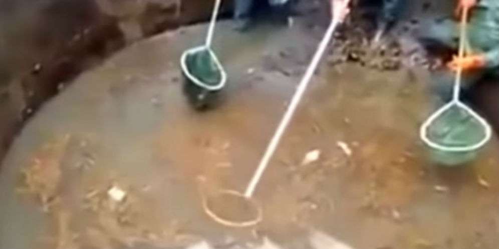 Ikan Seketika Bermunculan