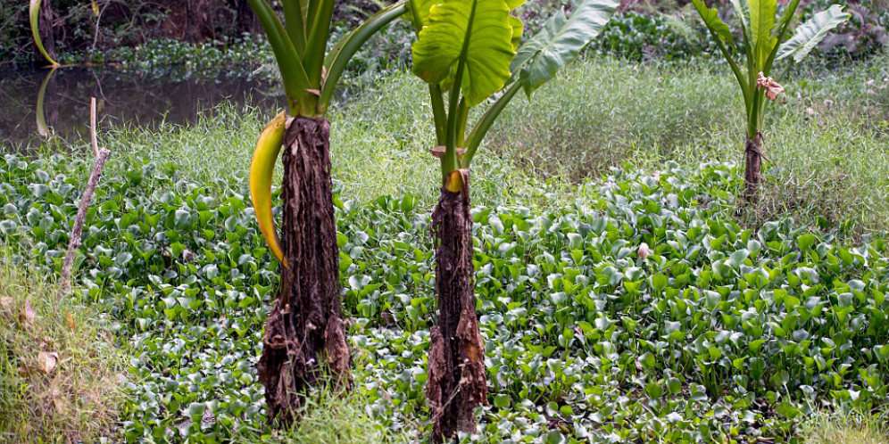 Pemandangan Mengerikan di Depan Mata