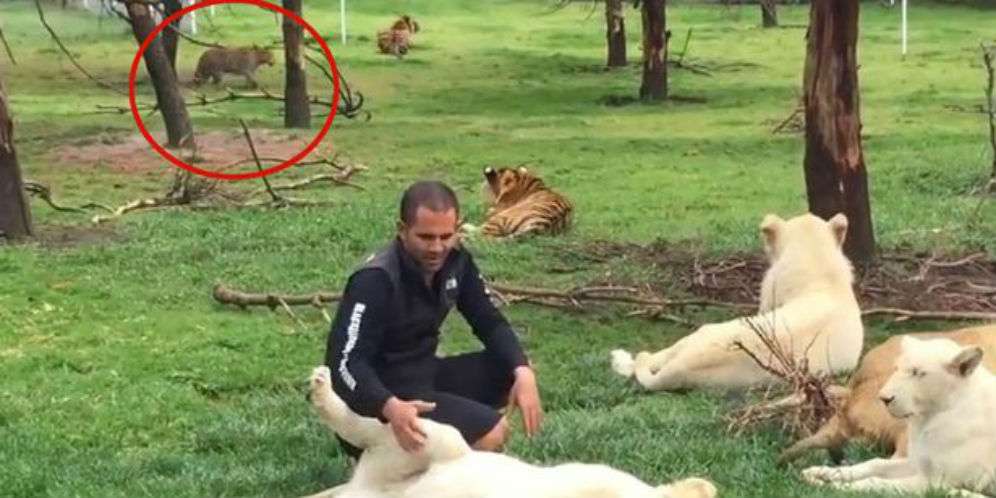 Nyaris Diterkam Macan Tutul, Pria Ini Diselamatkan Harimau