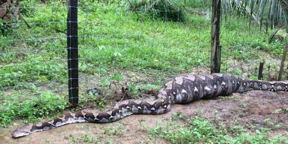 Misteri Datangnya Ular Piton