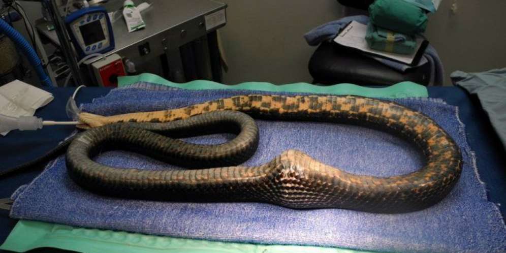 Ada Benjolan di Perut Ular, Saat Dibedah Isinya Mengejutkan!
