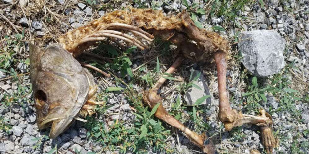 Netizen Bingung Makhluk Aneh Ini, Kepalanya Ikan Tapi Tubuhnya