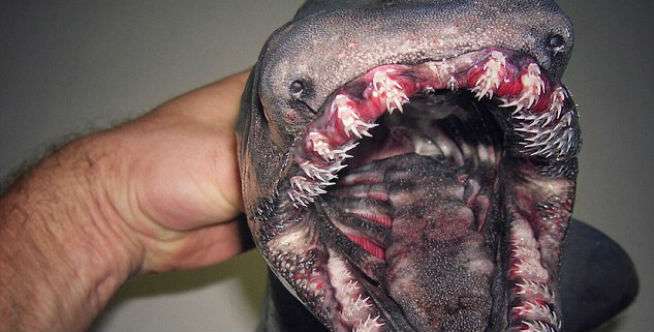 Makhluk Aneh Seperti Alien