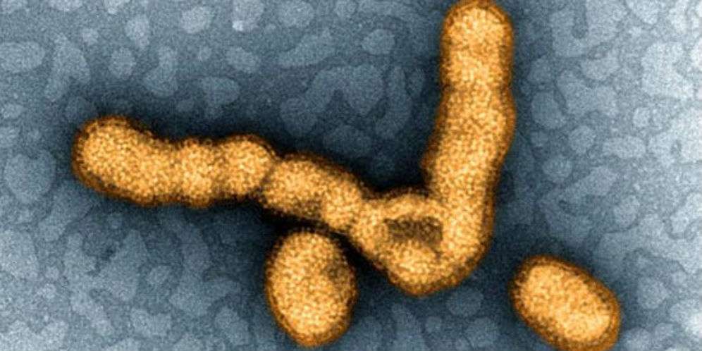Virus Marburg