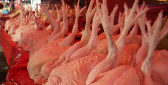 Ayam dengan Kaki Tegak ke Atas Berarti....