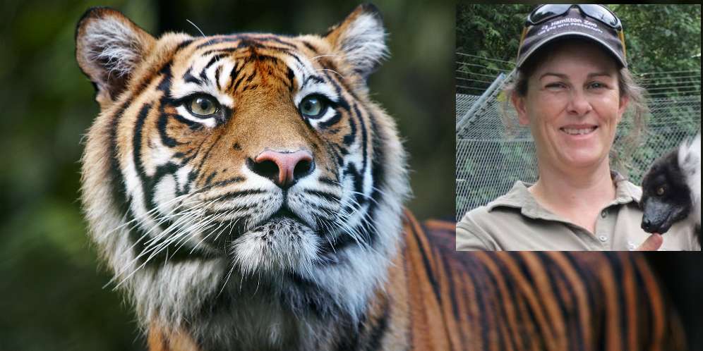 Pawang Kebun Binatang Tewas Dimangsa Harimau Sumatera