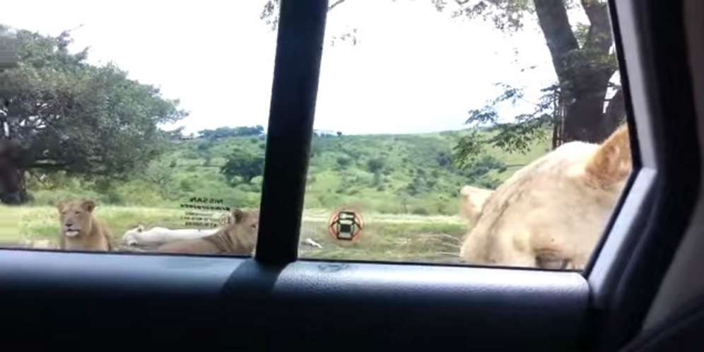 Mobil Tak Terkunci di Taman Safari, Singa Nyelonong Masuk