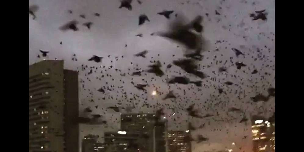 Ribuan Burung Hitam Bersuara Menakutkan Penuhi Langit