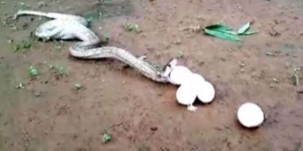 Kobra Itu Muntahkan 6 Telur Utuh dari Perutnya, Ternyata...