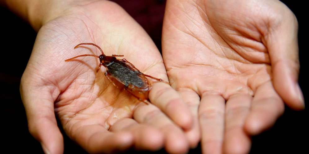 Mengerikan, 25 Kecoa Bersarang di Telinga