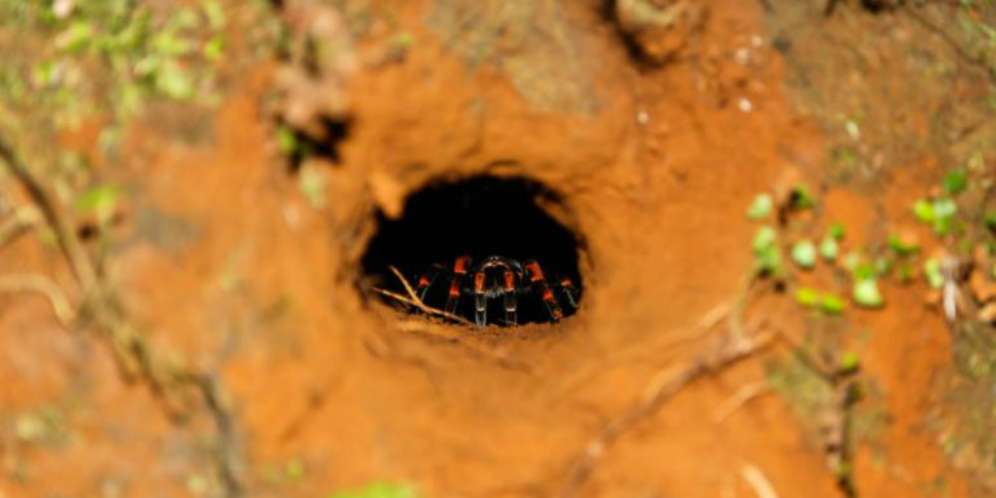 Mengerikan, Ribuan Laba-laba Misterius Ambil Alih Kota Ini