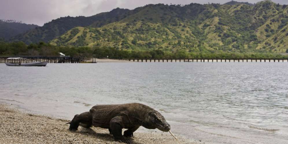 Sekilas tentang Komodo