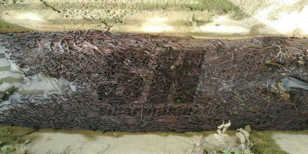 Jutaan Cacing Misterius Keluar dari Tanah, Warga Desa Geger