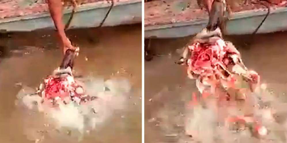 Ngeri.. Kepala Kerbau Dimasukkan ke Sungai, Lihat yang Terjadi