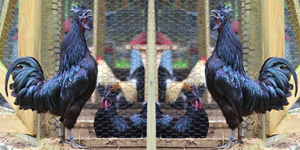 Ayam `Lamborghini` Khas Indonesia Laku Rp29 Juta di Inggris