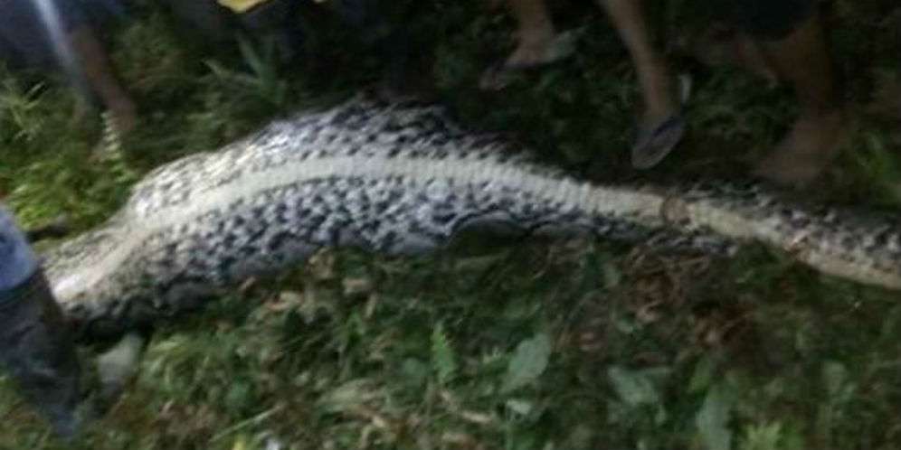 Temukan Piton di Kebun Belakang