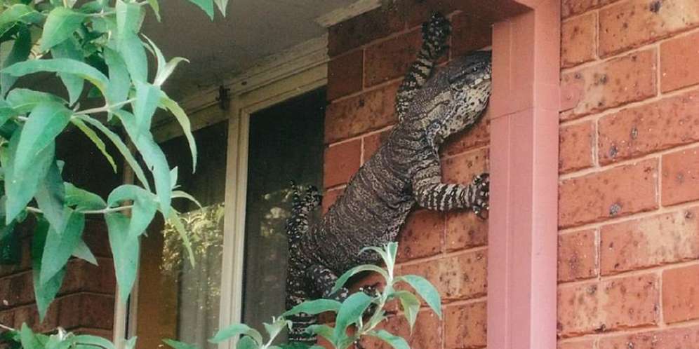 Geger Kadal Raksasa Berkeliaran di Rumah Warga