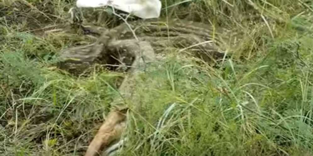 Detik-detik Ular Piton Muntahkan Mangsanya, Astaga yang Keluar