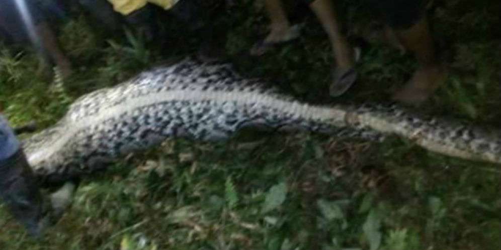 Penjelasan Kenapa Ular Piton 7 Meter Bisa Makan Manusia