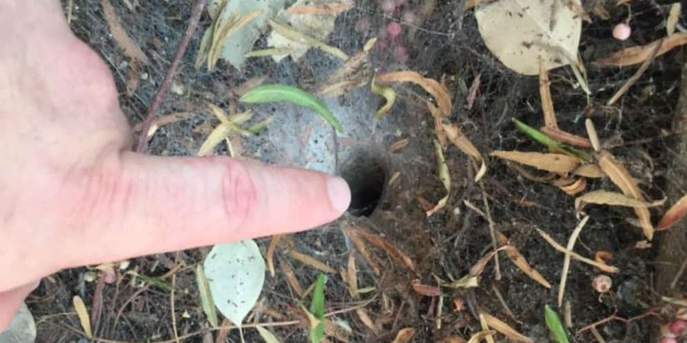 Temukan Lubang Misterius di Kebun, Saat Masukkan Jari Ternyata
