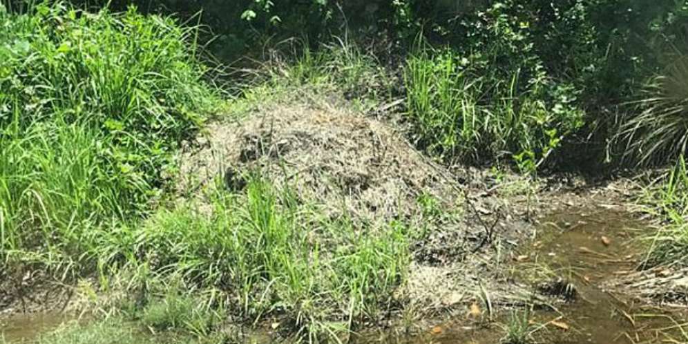 Ancaman Mematikan di Balik Gundukan Rumput, Ngeri Isinya...