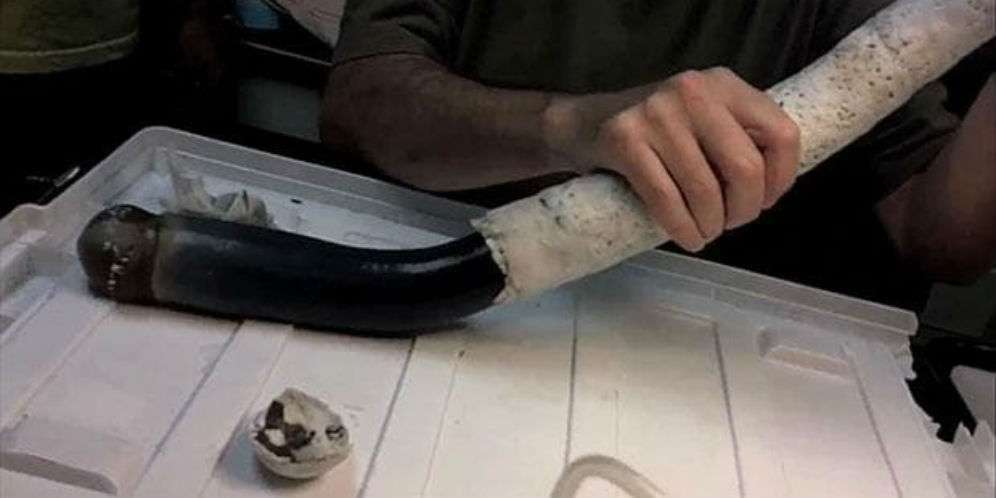 Lihat Penampakannya