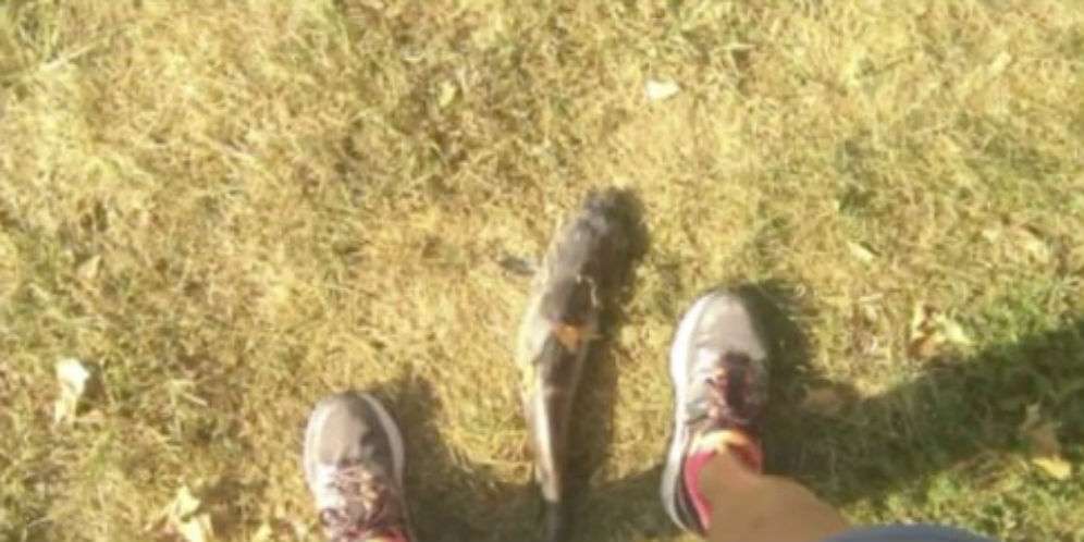 Lele Misterius Itu Jatuh Dari Langit