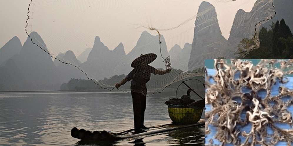 Makhluk Aneh Muncul di Laut Singapura
